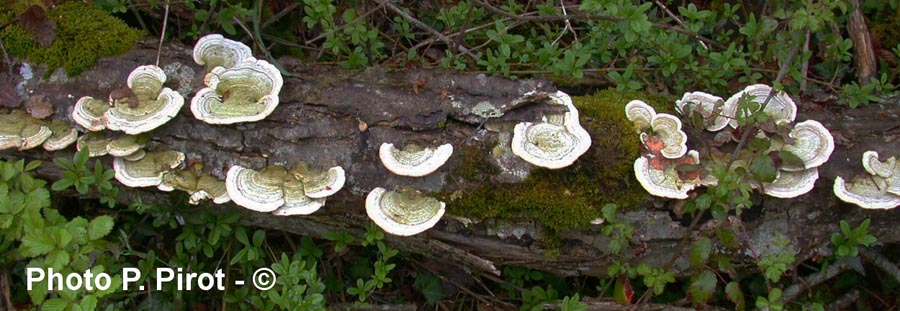 Trametes hirsuta