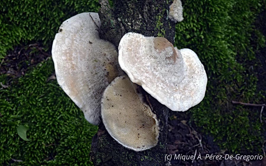 Trametes pubescens