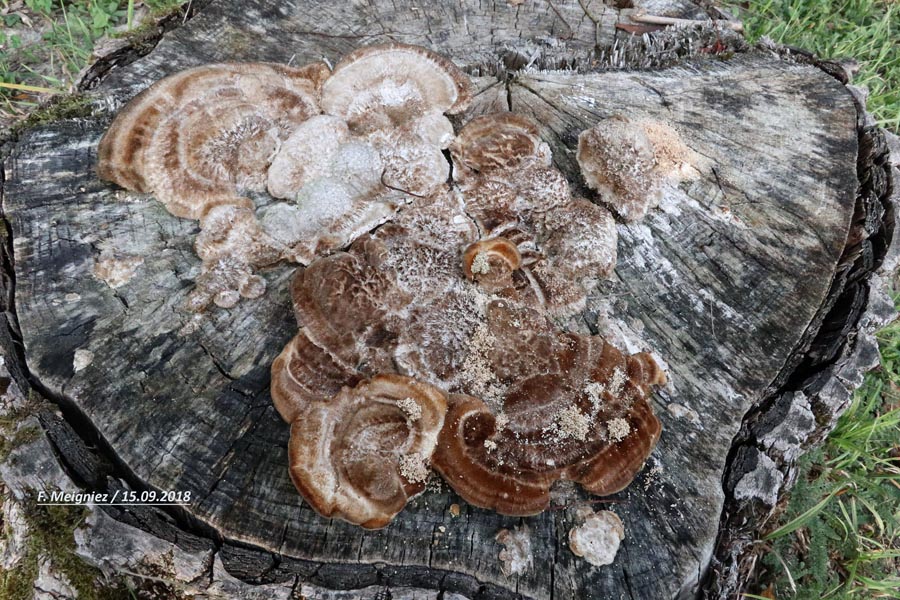 Trametes trogii (Funalia trogii, Trametella trogii)