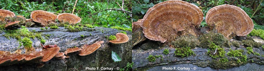 Trametes trogii (Funalia trogii, Trametella trogii)