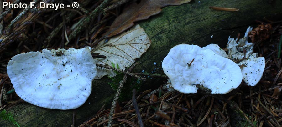 Trametes versicolor