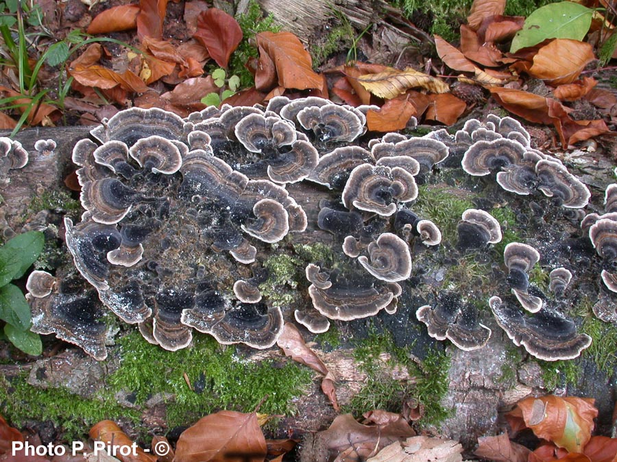 Trametes versicolor