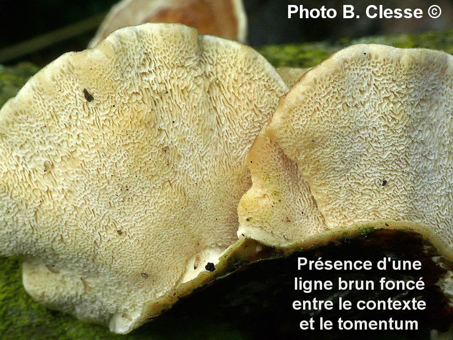 Trametes versicolor (Coriolus versicolor)