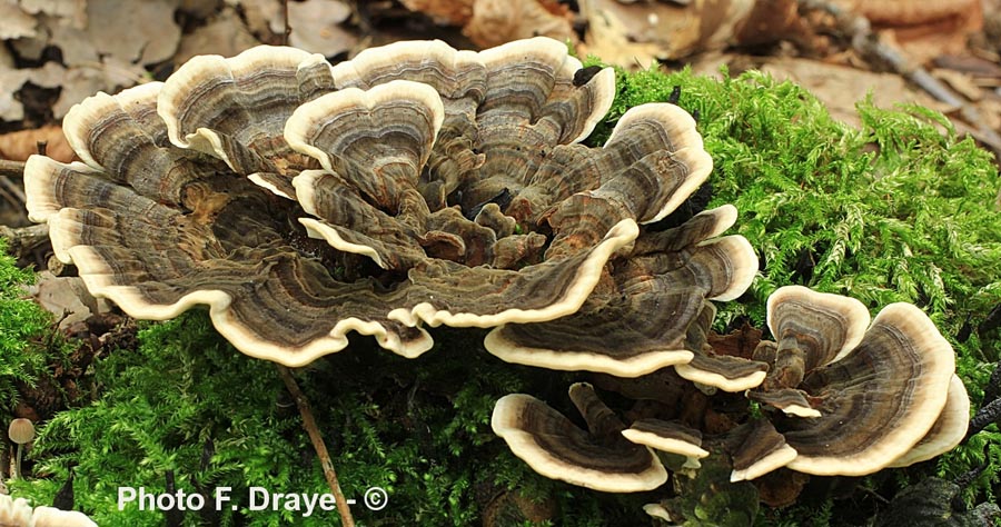 Trametes versicolor