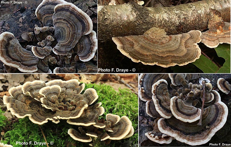 Trametes versicolor (Coriolus versicolor)