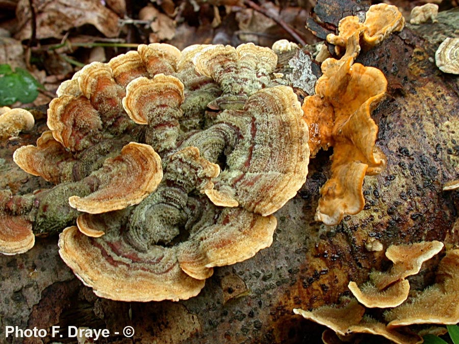 Trametes versicolor