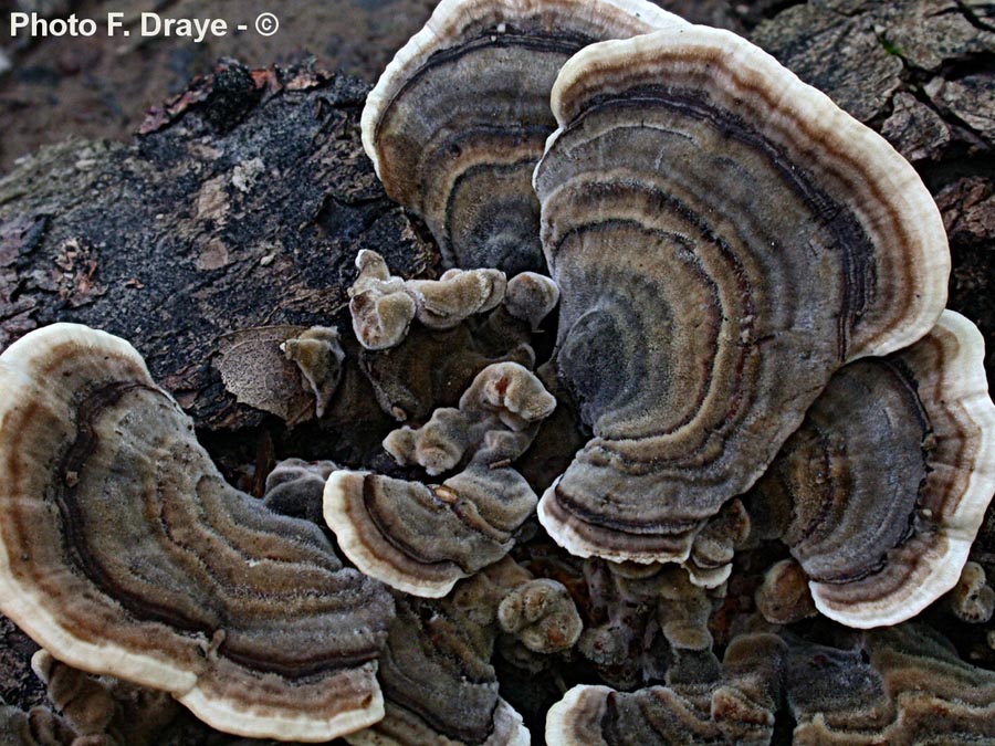 Trametes versicolor