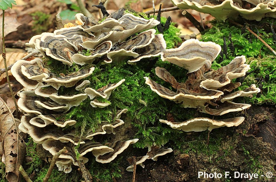 Trametes versicolor