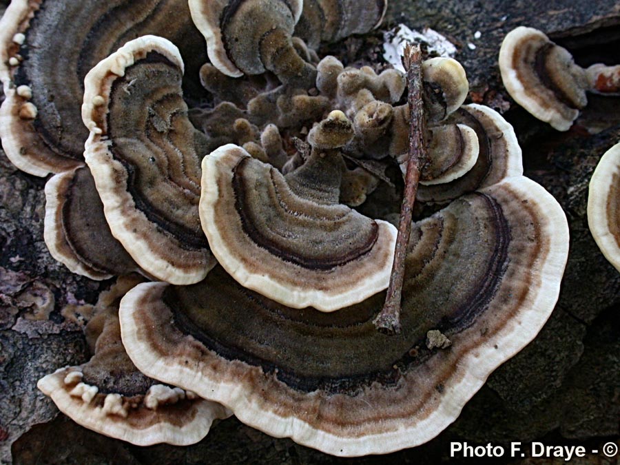 Trametes versicolor