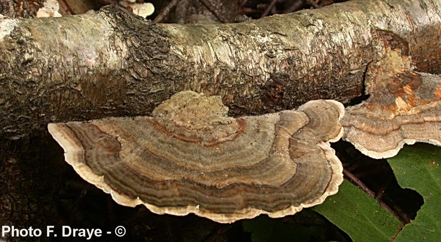 Trametes versicolor