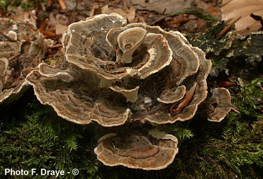 Trametes versicolor