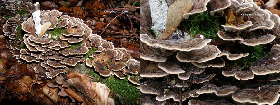 Trametes versicolor (Coriolus versicolor)