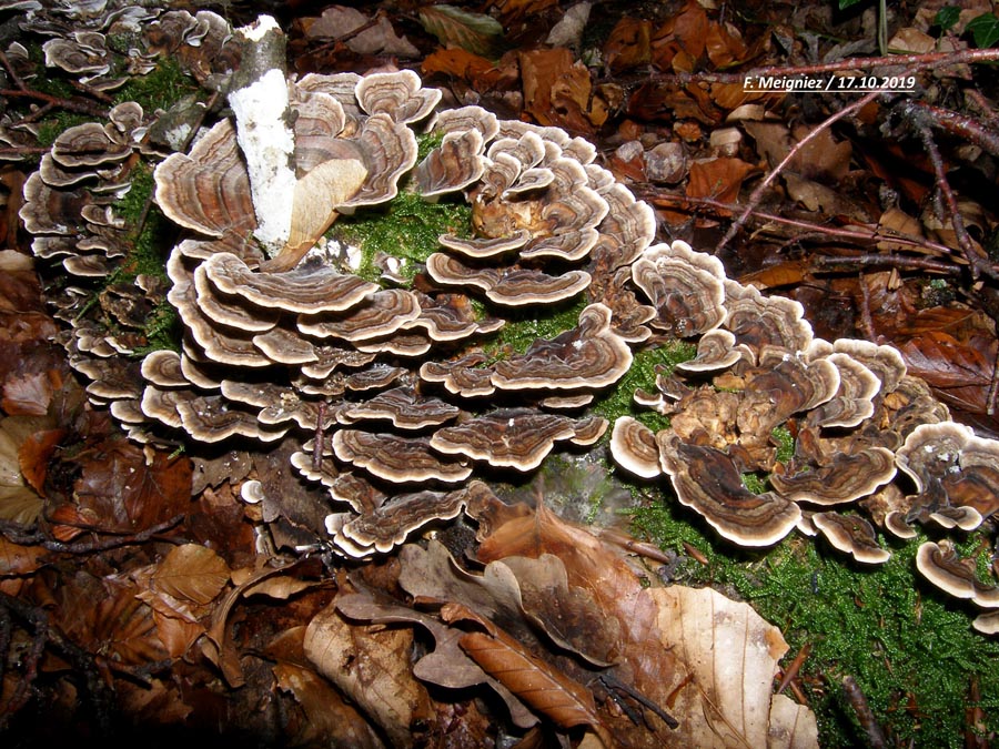 Trametes versicolor (Coriolus versicolor)