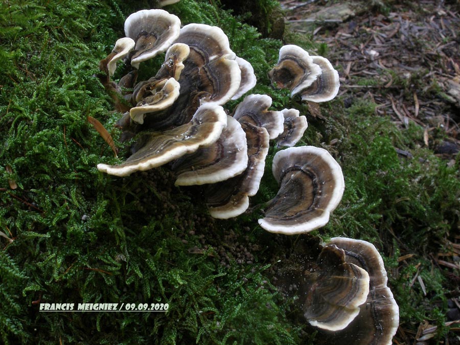 Trametes versicolor (Coriolus versicolor)