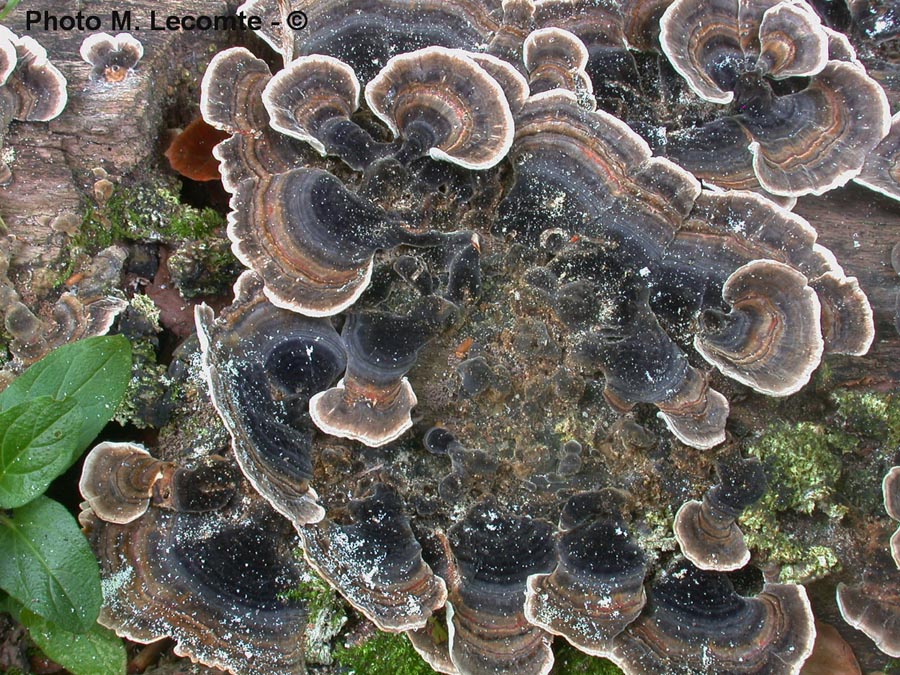 Trametes versicolor