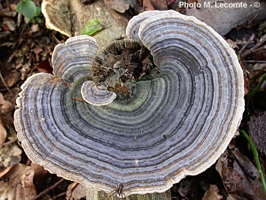 Trametes versicolor