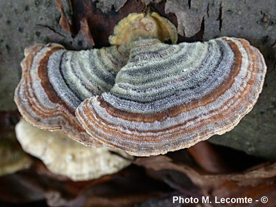 Trametes versicolor (Coriolus versicolor)