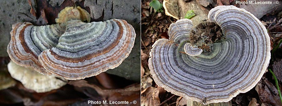 Trametes versicolor (Coriolus versicolor)