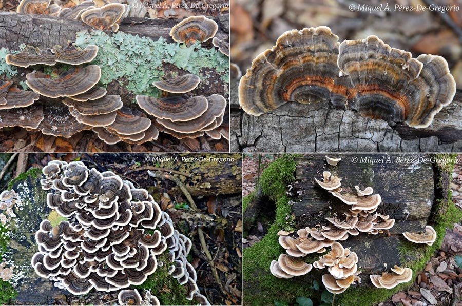 Trametes versicolor (Coriolus versicolor)
