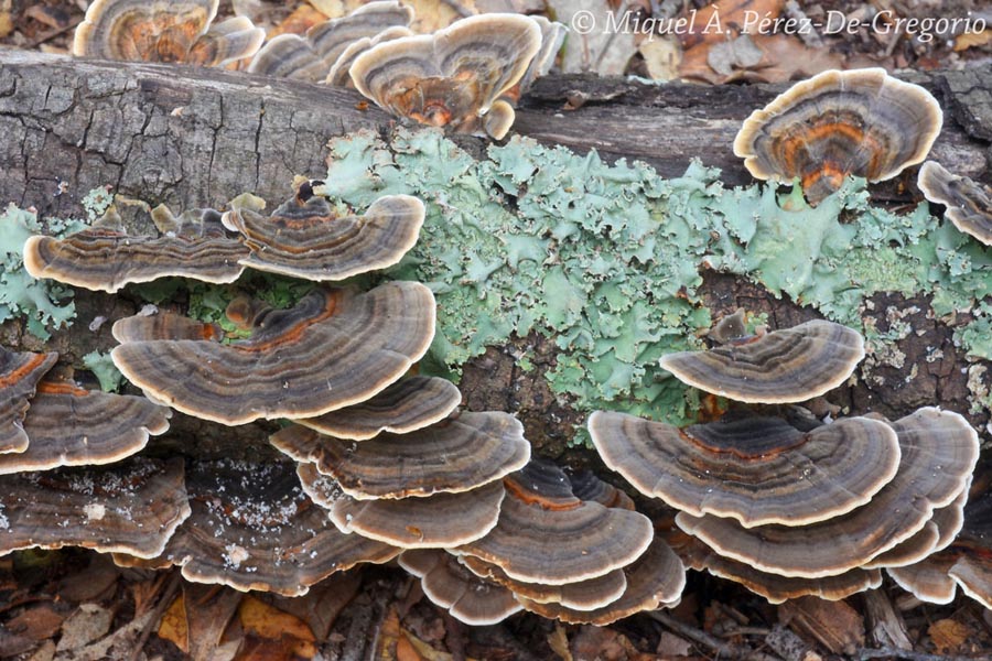 Trametes versicolor