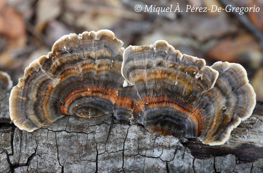 Trametes versicolor