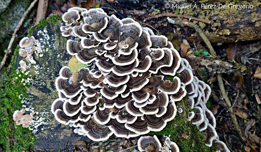 Trametes versicolor (Coriolus versicolor)