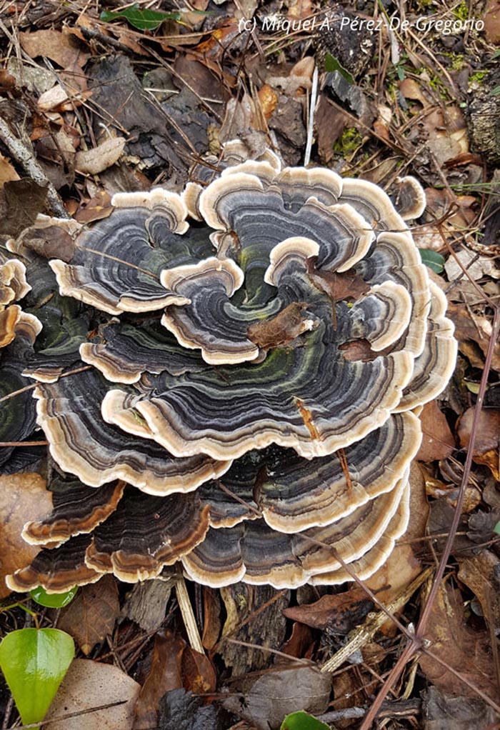 Trametes versicolor (Coriolus versicolor)