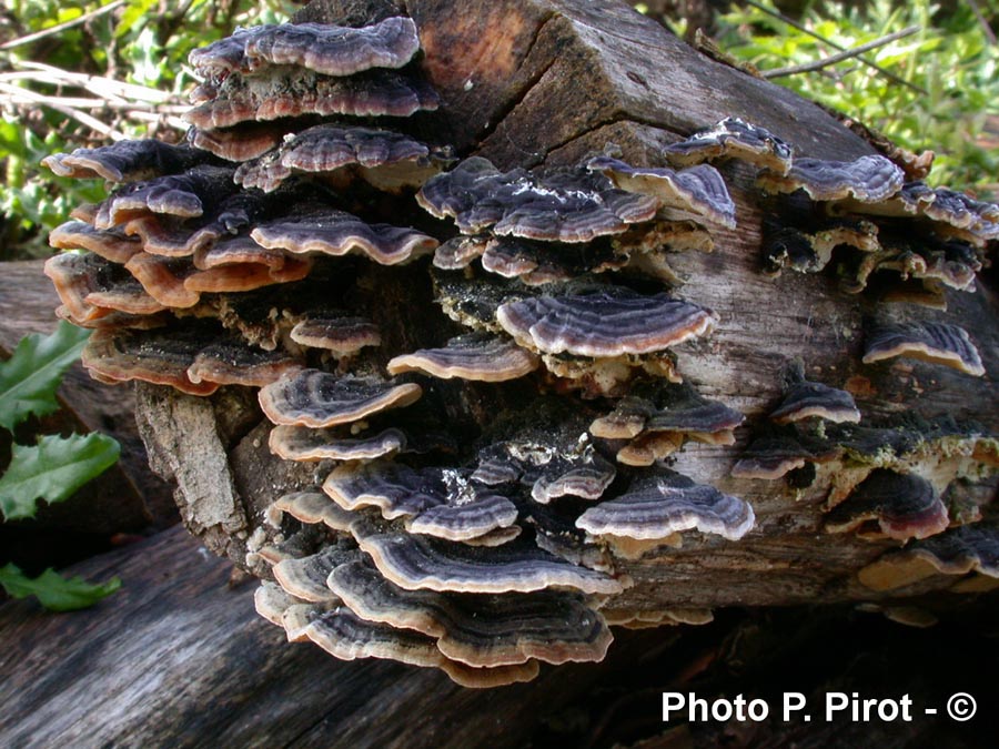 Trametes versicolor (Coriolus versicolor)