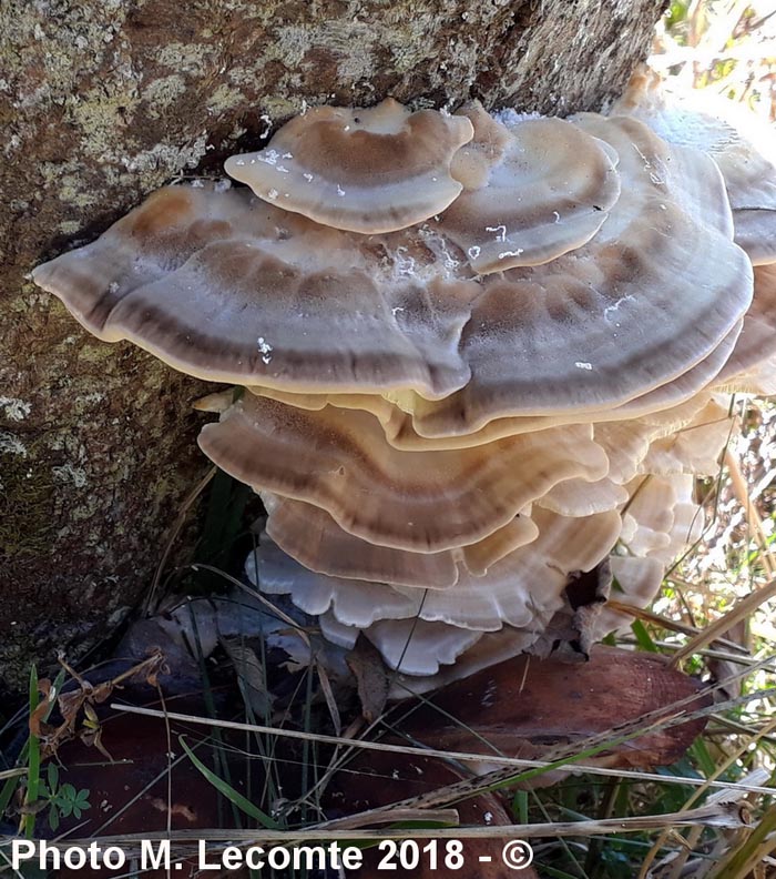 Trametes zonata (Trametes multicolor)