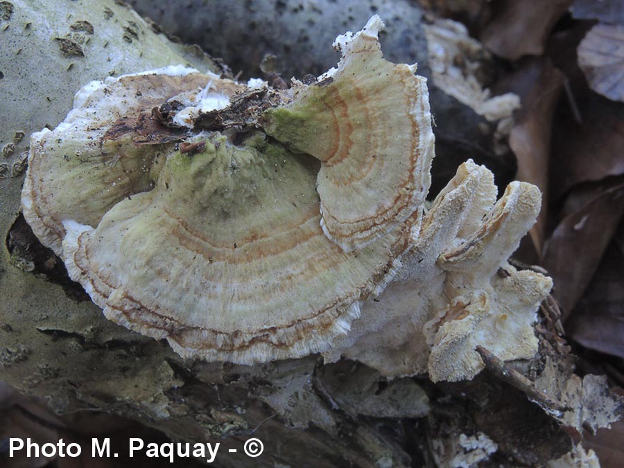 Trametes zonata (Trametes multicolor)