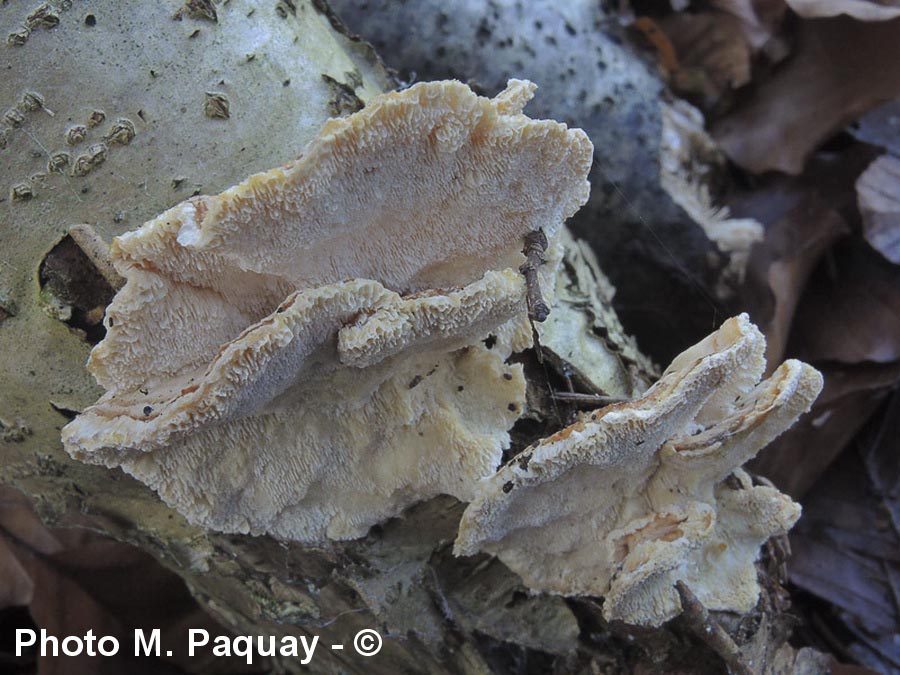 Trametes zonata (Trametes multicolor)