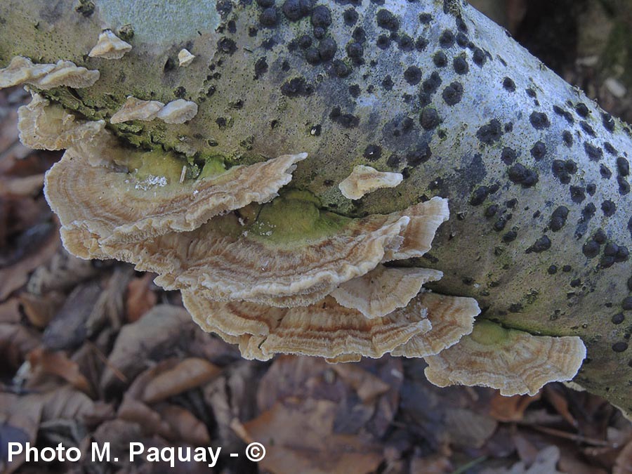 Trametes zonata (Trametes multicolor)