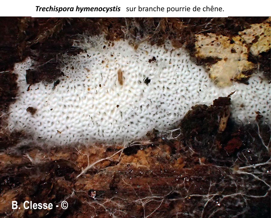 Trechispora hymenocystis