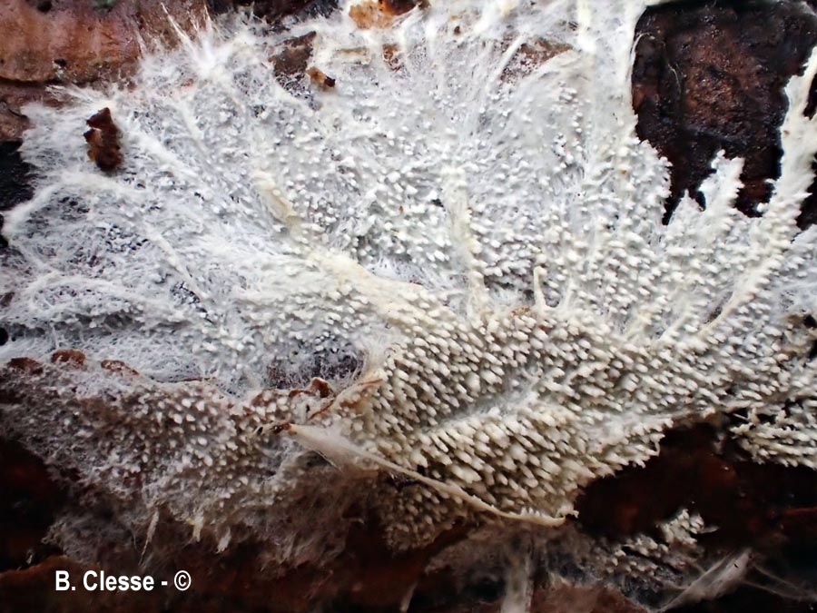Trechispora kavinioides