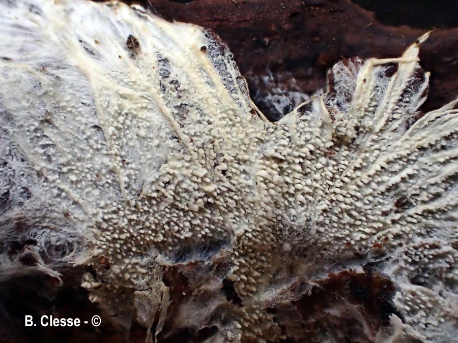 Trechispora kavinioides