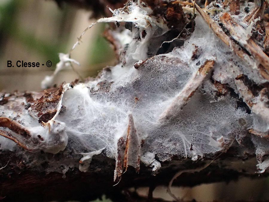 Trechispora microspora