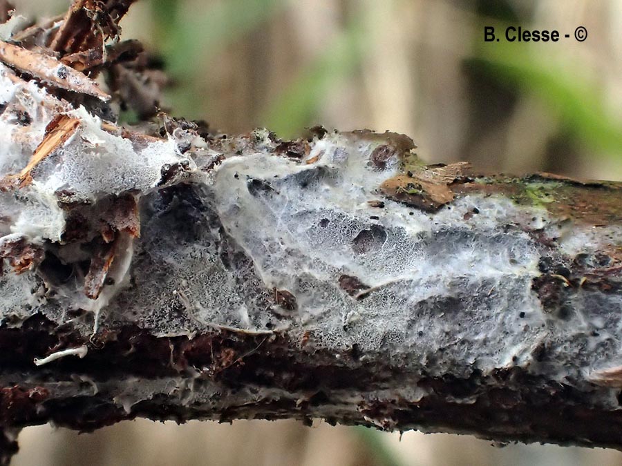 Trechispora microspora
