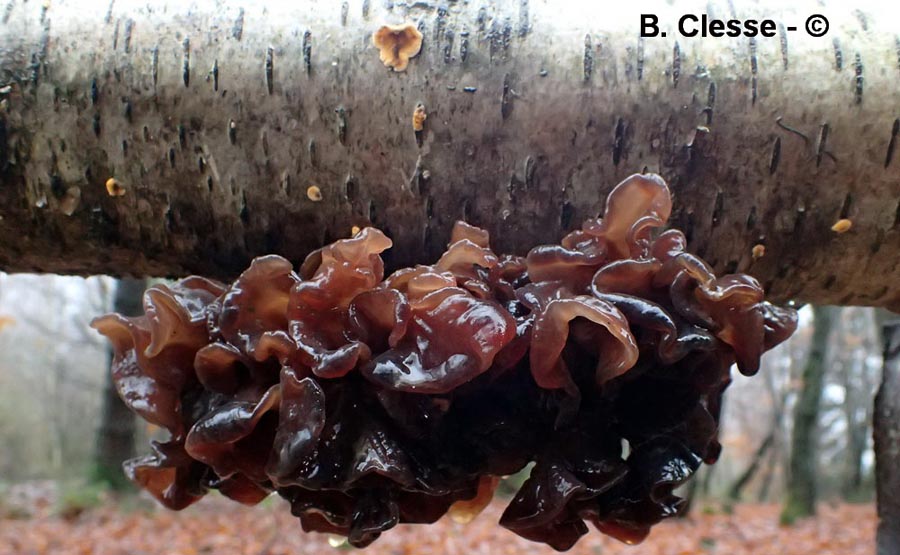 Tremella foliacea (Phaeotremella foliacea)