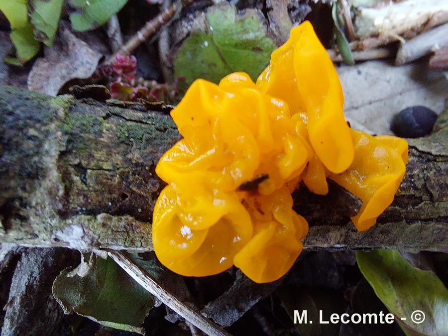 Tremella aurantia