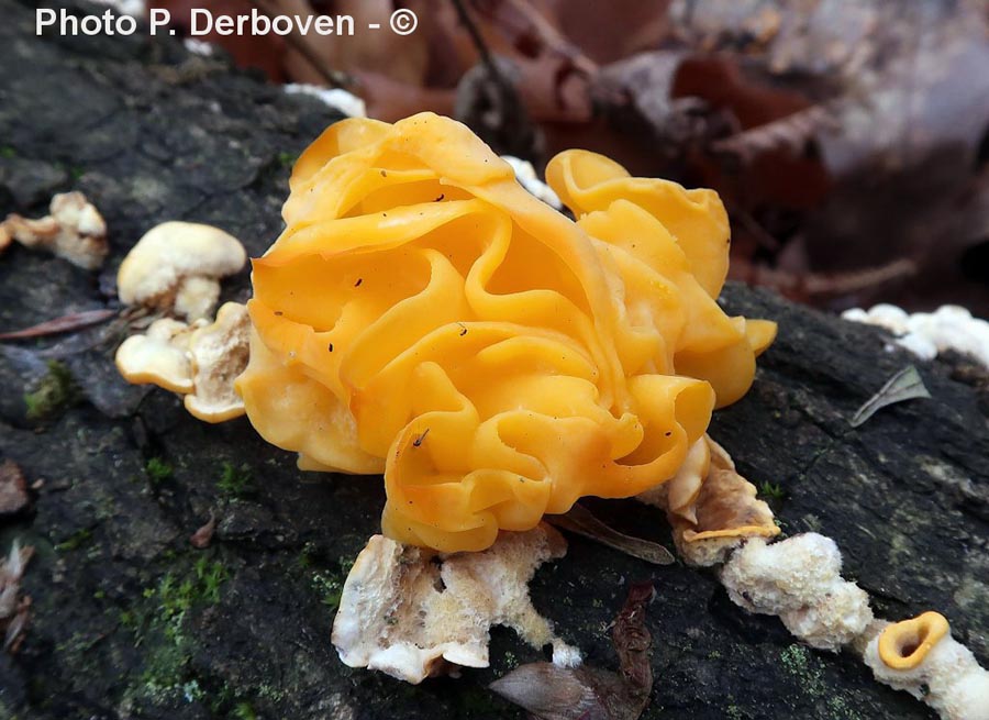 Tremella aurantia