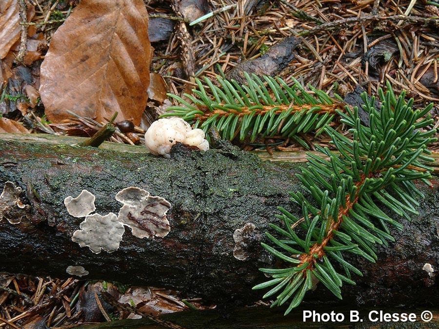 Tremella encephala