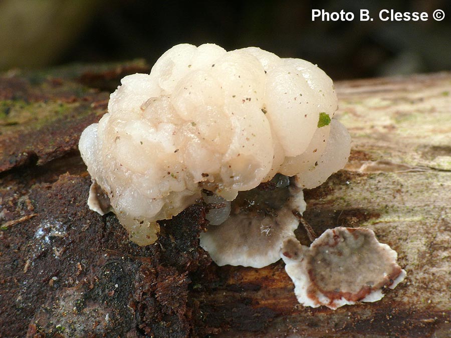 Tremella encephala