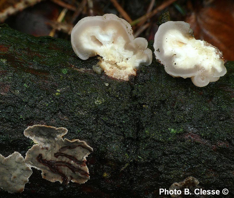 Tremella encephala