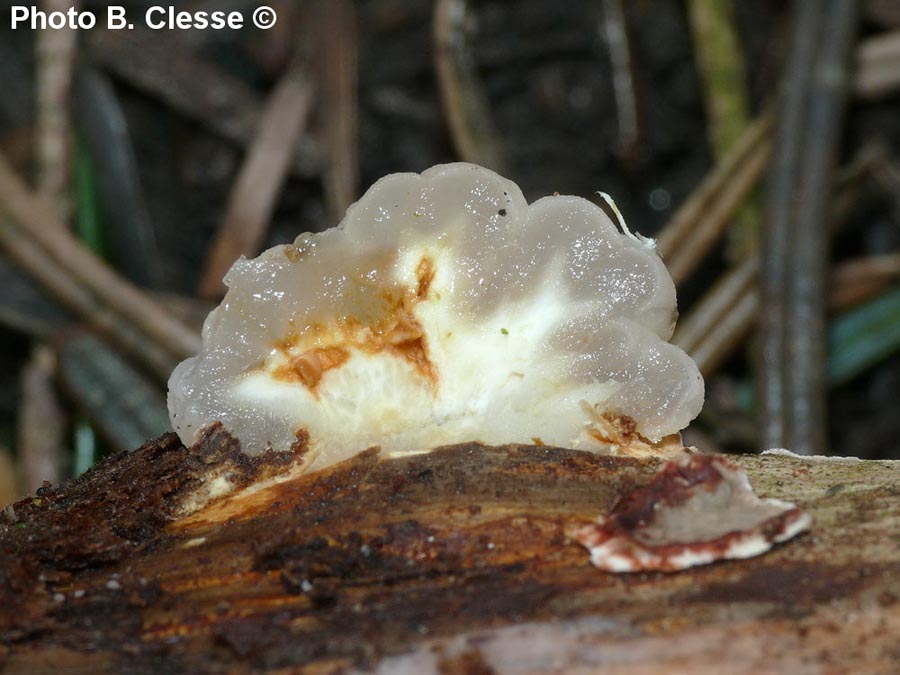 Tremella encephala