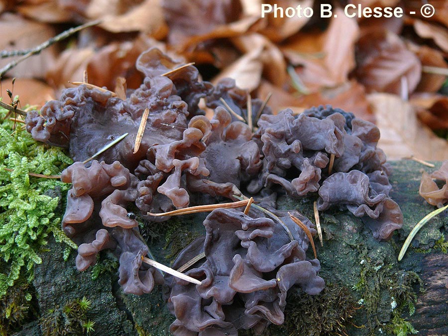 Tremella foliacea