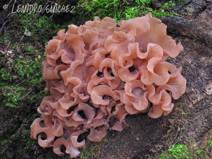 Tremella foliacea