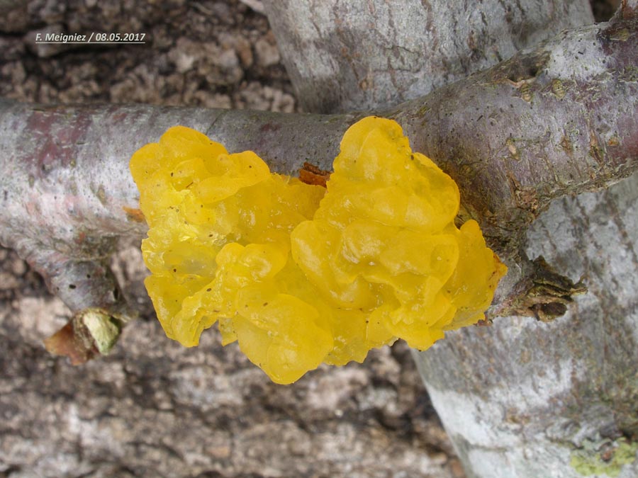 Tremella mesenterica