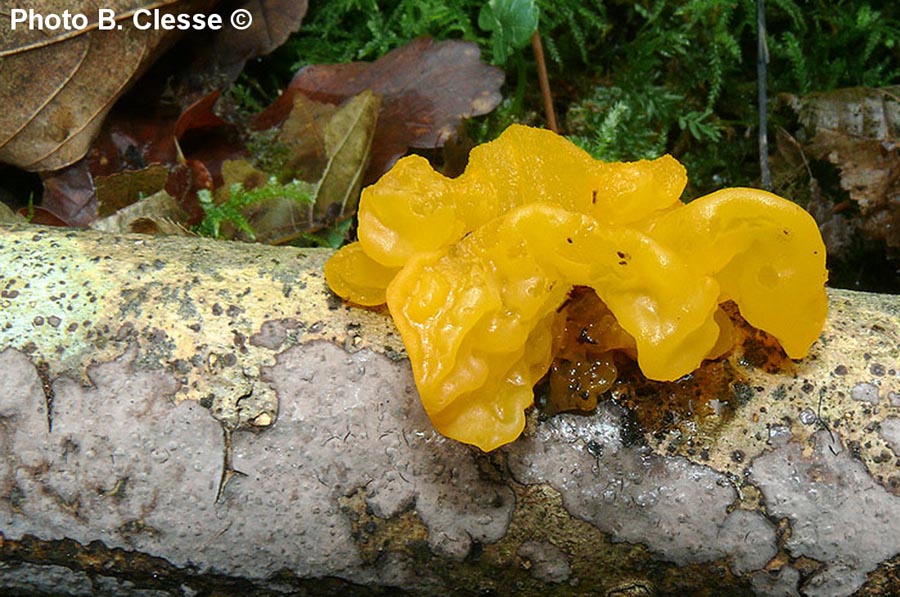 Tremella mesenterica