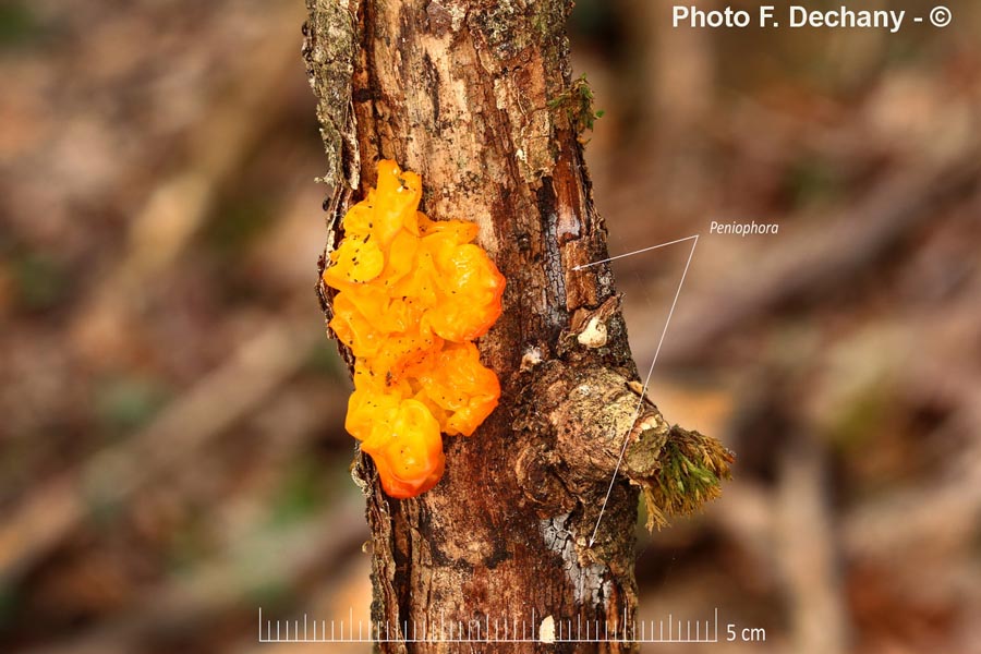 Tremella mesenterica