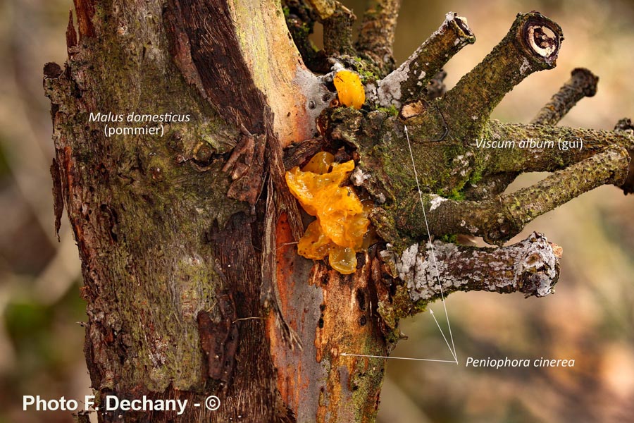 Tremella mesenterica